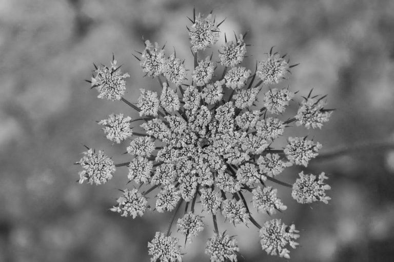 Eine detailreiche, monochrome Nahaufnahme einer blühenden Pflanze-Doldenblume