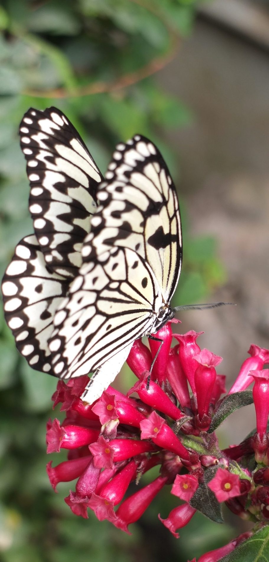 Veränderung darf leicht sein Farbfoto eines Schmetterlings auf einer Blüte - Symbol für Veränderung, Leichtigkeit und neue Perspektiven