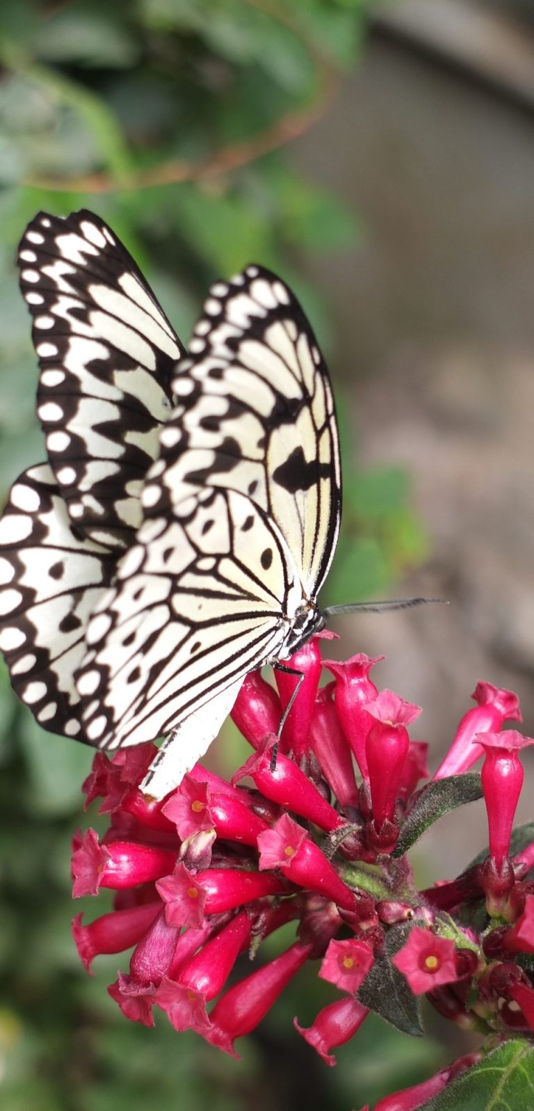 Schwarz-weiß gefleckter Schmetterling auf leuchtend roten Blumen.