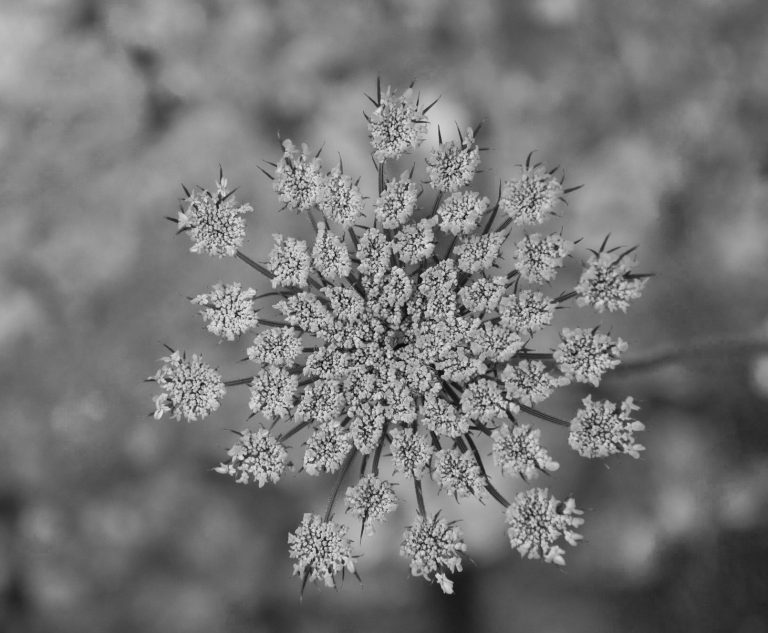 Blühende Dolde mit feiner Struktur - Symbol für persönliche Entfaltung