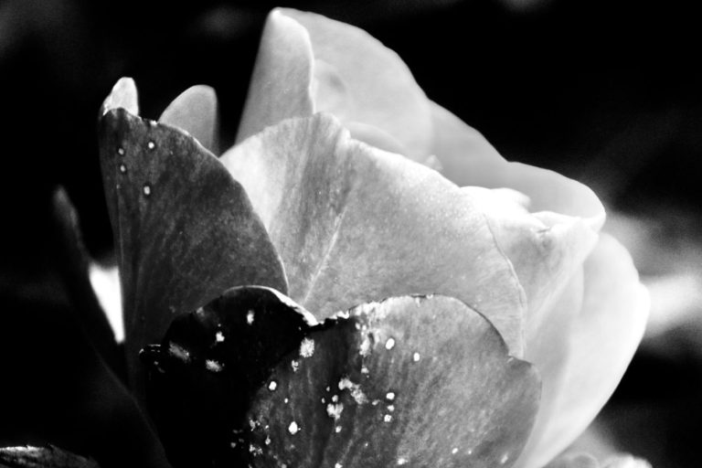 Schwarz-weiß Foto einer Rose mit sanften Blütenblättern und Wassertropfen.